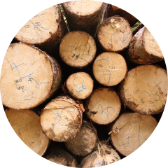 Logs, Poles, Beams, Lumber